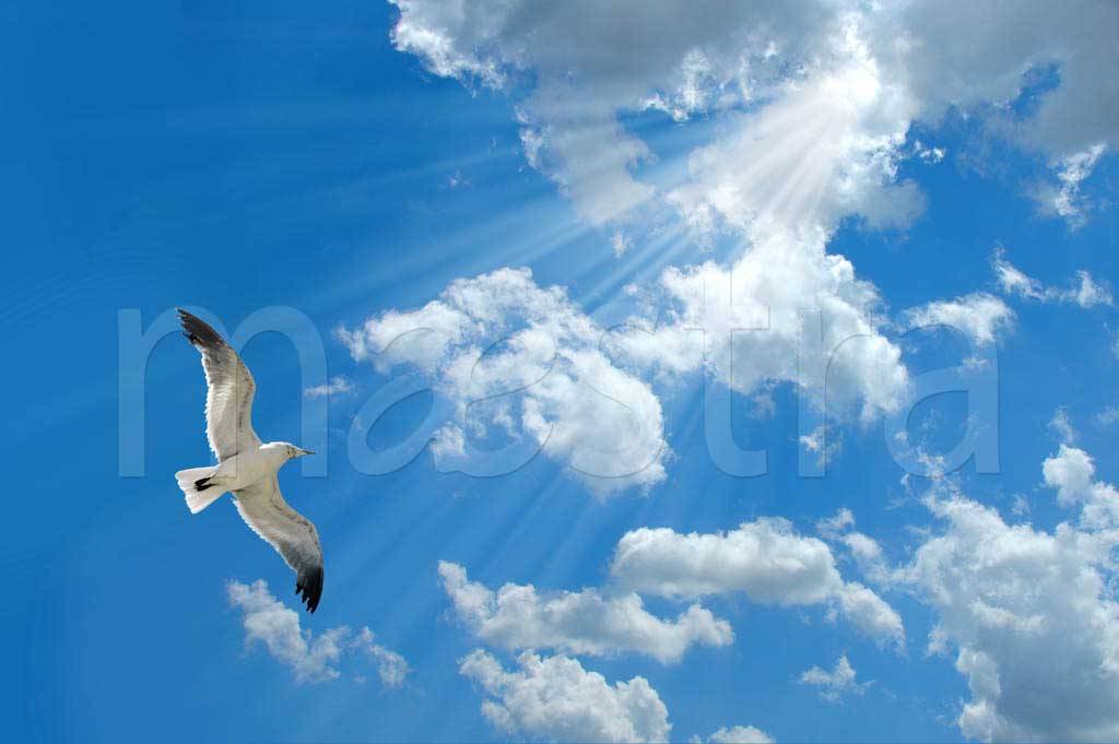 Фотообои Птица в пространстве неба