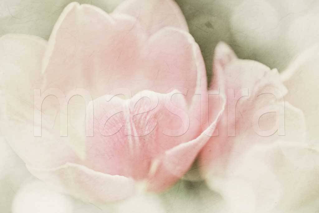 Фотообои Розовые бутоны тюльпанов